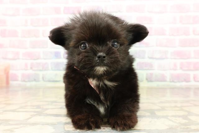 東京都のチワマル/マルチワ(チワワ×マルチーズ) (Coo&RIKU東久留米店/2025年9月6日生まれ/女の子/ブラックホワイト)の子犬の1枚目の画像