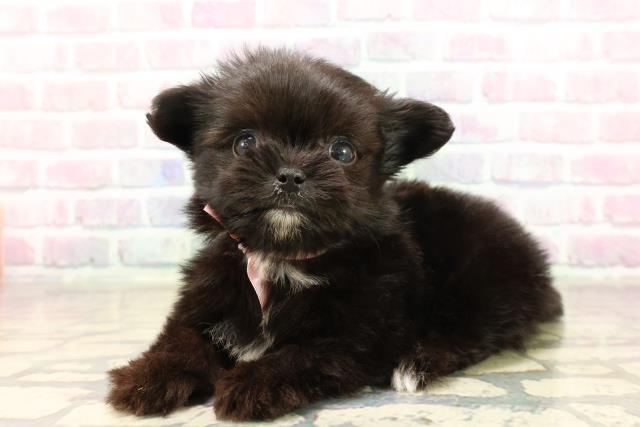 東京都のチワマル/マルチワ(チワワ×マルチーズ) (Coo&RIKU東久留米店/2025年9月6日生まれ/女の子/ブラックホワイト)の子犬の2枚目の画像