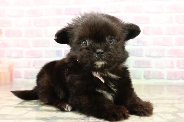 東京都のチワマル/マルチワ(チワワ×マルチーズ) (Coo&RIKU東久留米店/2025年9月6日生まれ/女の子/ブラックホワイト)の子犬の3枚目の画像