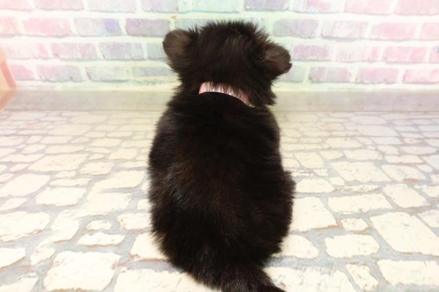 東京都のチワマル/マルチワ(チワワ×マルチーズ) (Coo&RIKU東久留米店/2025年9月6日生まれ/女の子/ブラックホワイト)の子犬の4枚目の画像