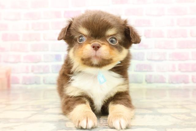 チワワ(ロングコート)