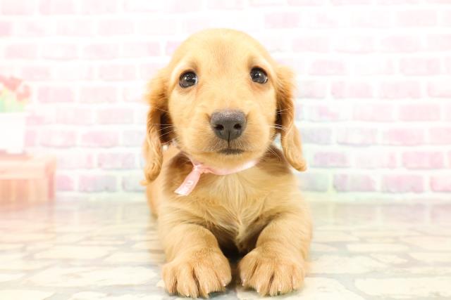 千葉県のミニチュアダックスフンド(ロング) (Coo&RIKU東船橋店/2025年9月6日生まれ/女の子/ゴールド)の子犬の1枚目の画像