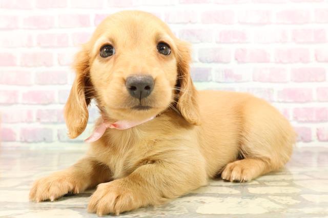 千葉県のミニチュアダックスフンド(ロング) (Coo&RIKU東船橋店/2025年9月6日生まれ/女の子/ゴールド)の子犬の2枚目の画像