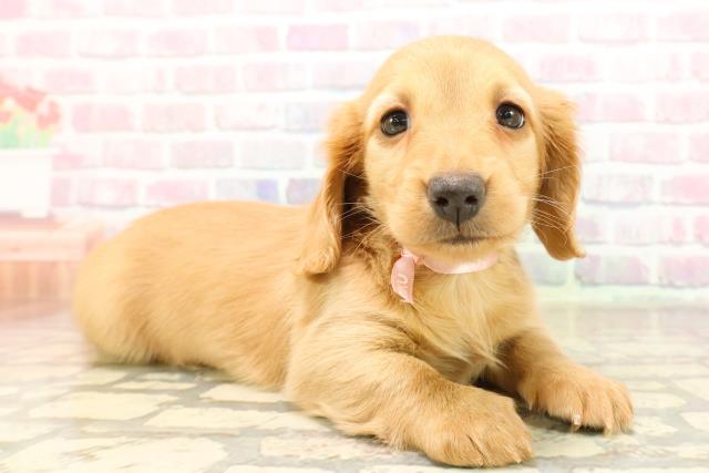 千葉県のミニチュアダックスフンド(ロング) (Coo&RIKU東船橋店/2025年9月6日生まれ/女の子/ゴールド)の子犬の3枚目の画像