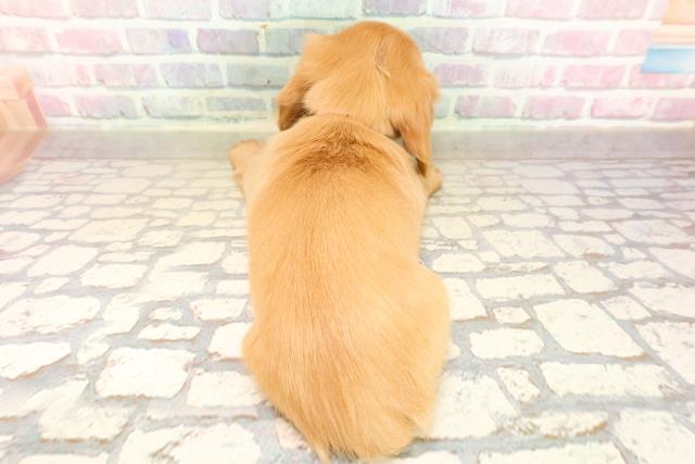 千葉県のミニチュアダックスフンド(ロング) (Coo&RIKU東船橋店/2025年9月6日生まれ/女の子/ゴールド)の子犬の4枚目の画像