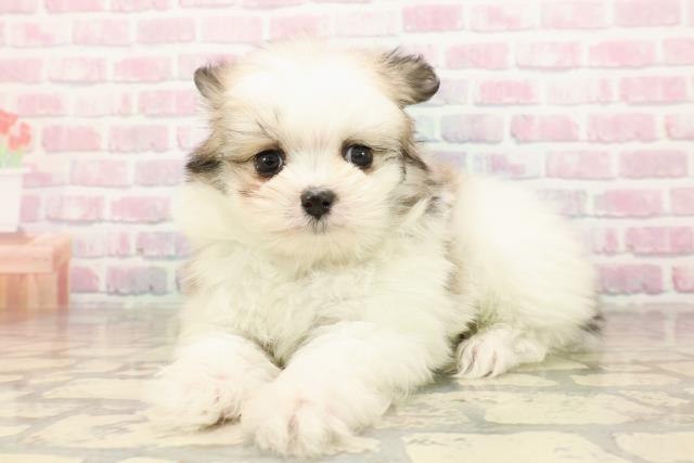 神奈川県のポメマル/マルポメ(ポメラニアン×マルチーズ) (Coo&RIKU横浜旭店/2025年9月7日生まれ/男の子/パーティーカラー)の子犬の2枚目の画像