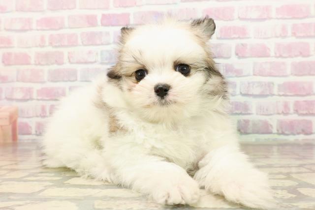 神奈川県のポメマル/マルポメ(ポメラニアン×マルチーズ) (Coo&RIKU横浜旭店/2025年9月7日生まれ/男の子/パーティーカラー)の子犬の3枚目の画像