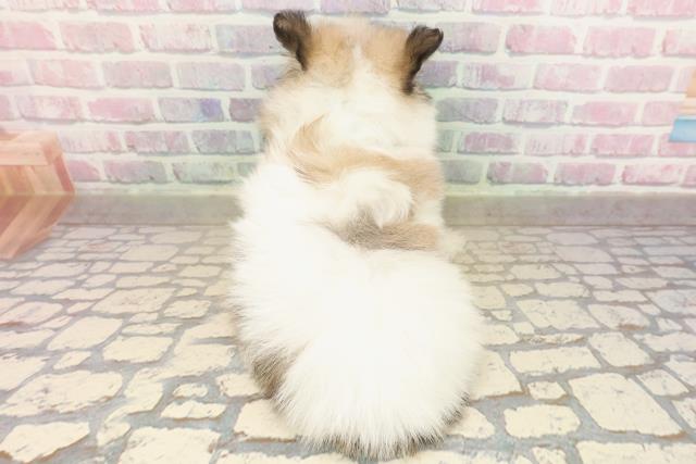 神奈川県のポメマル/マルポメ(ポメラニアン×マルチーズ) (Coo&RIKU横浜旭店/2025年9月7日生まれ/男の子/パーティーカラー)の子犬の4枚目の画像