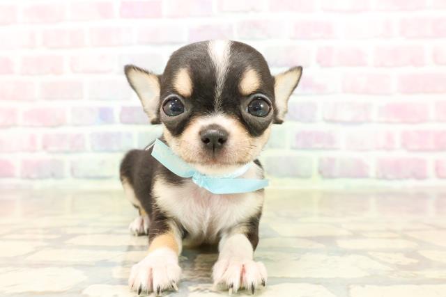 東京都のチワワ(スムース) (Coo&RIKU東久留米店/2025年9月9日生まれ/男の子/ブラックタンホワイト)の子犬の1枚目の画像