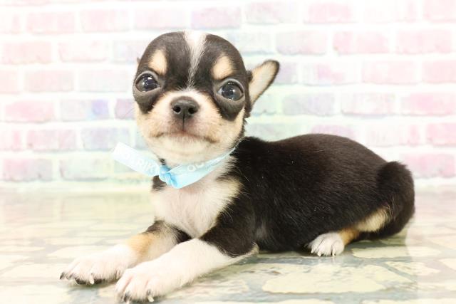 東京都のチワワ(スムース) (Coo&RIKU東久留米店/2025年9月9日生まれ/男の子/ブラックタンホワイト)の子犬の2枚目の画像