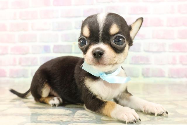 東京都のチワワ(スムース) (Coo&RIKU東久留米店/2025年9月9日生まれ/男の子/ブラックタンホワイト)の子犬の3枚目の画像