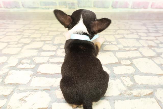 東京都のチワワ(スムース) (Coo&RIKU東久留米店/2025年9月9日生まれ/男の子/ブラックタンホワイト)の子犬の4枚目の画像