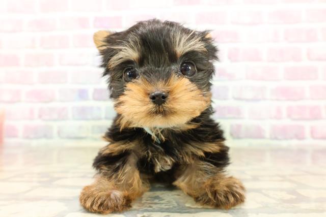 東京都のヨークシャーテリア (Coo&RIKU吉祥寺店/2025年9月8日生まれ/男の子/スチールブルータン)の子犬の1枚目の画像