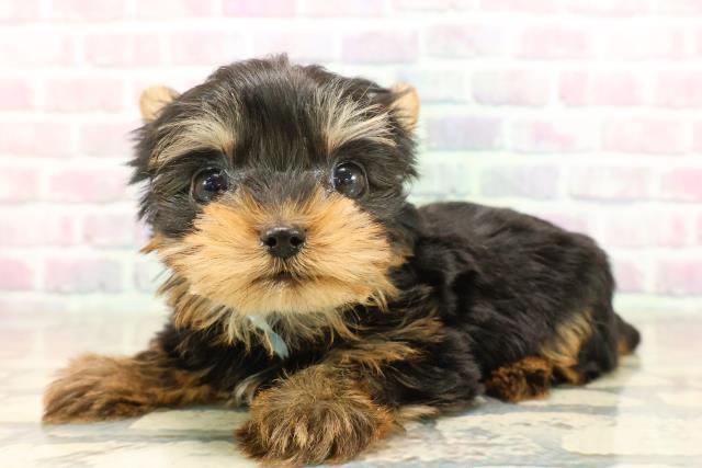 東京都のヨークシャーテリア (Coo&RIKU吉祥寺店/2025年9月8日生まれ/男の子/スチールブルータン)の子犬の2枚目の画像