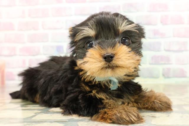 東京都のヨークシャーテリア (Coo&RIKU吉祥寺店/2025年9月8日生まれ/男の子/スチールブルータン)の子犬の3枚目の画像