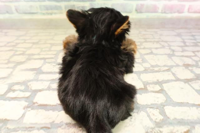 東京都のヨークシャーテリア (Coo&RIKU吉祥寺店/2025年9月8日生まれ/男の子/スチールブルータン)の子犬の4枚目の画像