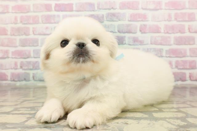 東京都のペキニーズ (Coo&RIKU武蔵小山店/2025年9月9日生まれ/男の子/ホワイト)の子犬の2枚目の画像