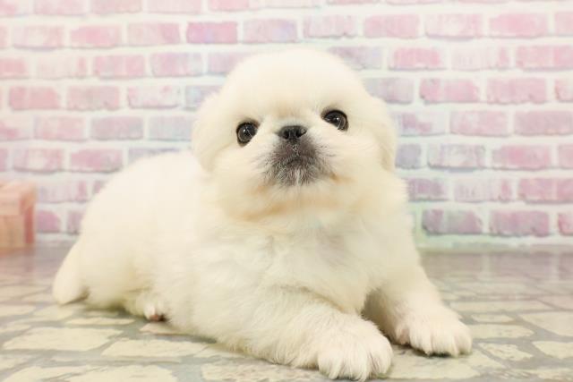 東京都のペキニーズ (Coo&RIKU武蔵小山店/2025年9月9日生まれ/男の子/ホワイト)の子犬の3枚目の画像
