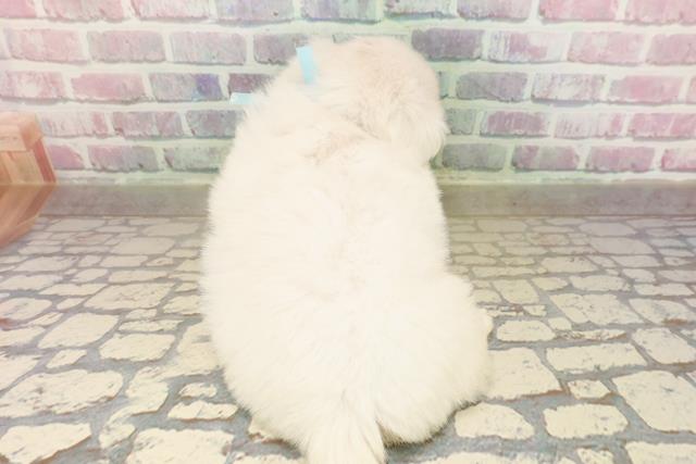 東京都のペキニーズ (Coo&RIKU武蔵小山店/2025年9月9日生まれ/男の子/ホワイト)の子犬の4枚目の画像