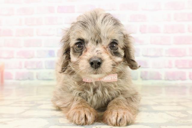 神奈川県のチワプー/プーチー(チワワ×プードル) (Coo&RIKU相模原店/2025年9月2日生まれ/女の子/ブルーマール)の子犬の1枚目の画像