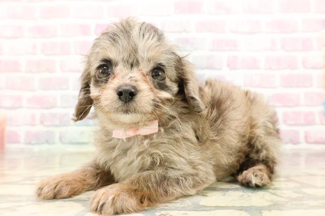 神奈川県のチワプー/プーチー(チワワ×プードル) (Coo&RIKU相模原店/2025年9月2日生まれ/女の子/ブルーマール)の子犬の2枚目の画像