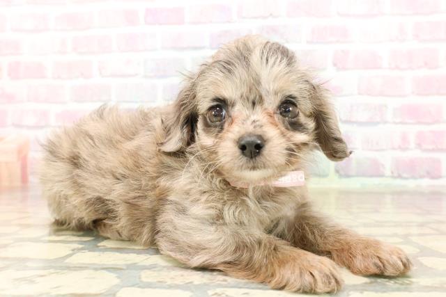 神奈川県のチワプー/プーチー(チワワ×プードル) (Coo&RIKU相模原店/2025年9月2日生まれ/女の子/ブルーマール)の子犬の3枚目の画像