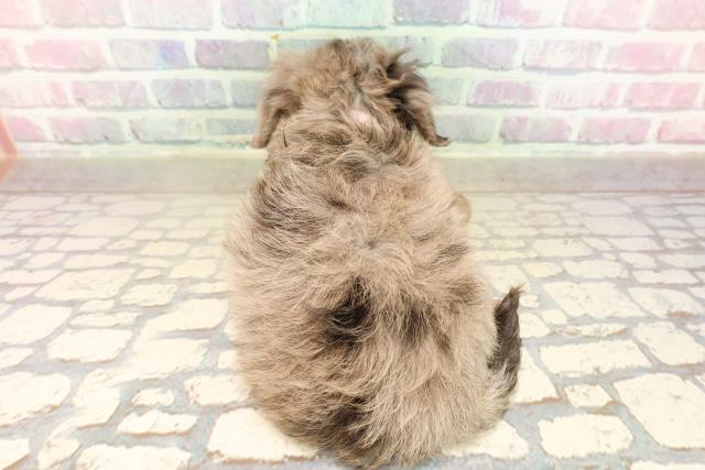 神奈川県のチワプー/プーチー(チワワ×プードル) (Coo&RIKU相模原店/2025年9月2日生まれ/女の子/ブルーマール)の子犬の4枚目の画像