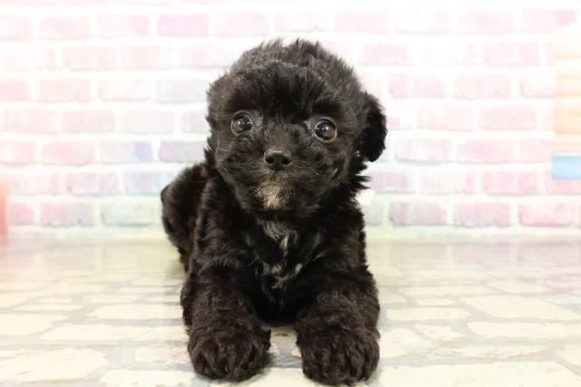 山梨県のチワプー/プーチー(チワワ×プードル) (Coo&RIKU甲府昭和通り店/2025年9月2日生まれ/女の子/ブラックホワイト)の子犬の1枚目の画像