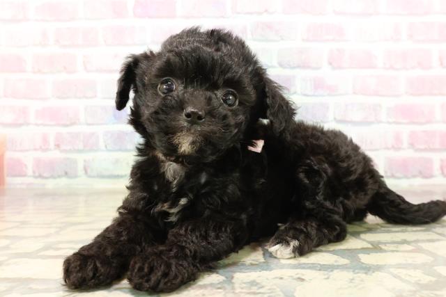 山梨県のチワプー/プーチー(チワワ×プードル) (Coo&RIKU甲府昭和通り店/2025年9月2日生まれ/女の子/ブラックホワイト)の子犬の2枚目の画像