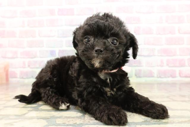 山梨県のチワプー/プーチー(チワワ×プードル) (Coo&RIKU甲府昭和通り店/2025年9月2日生まれ/女の子/ブラックホワイト)の子犬の3枚目の画像