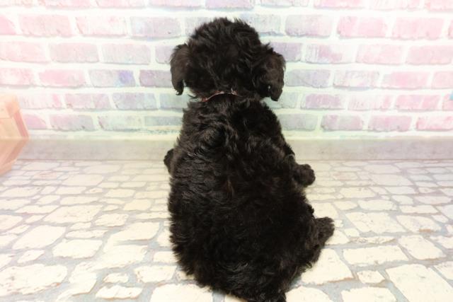 山梨県のチワプー/プーチー(チワワ×プードル) (Coo&RIKU甲府昭和通り店/2025年9月2日生まれ/女の子/ブラックホワイト)の子犬の4枚目の画像