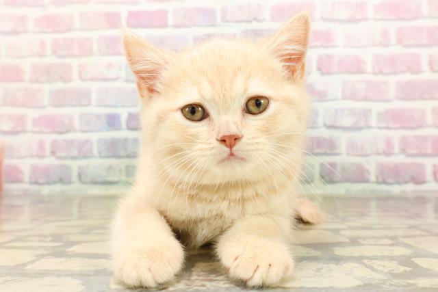 東京都のブリティッシュショートヘアー (Coo&RIKU福生店/2025年9月2日生まれ/男の子/クリーム)の子猫
