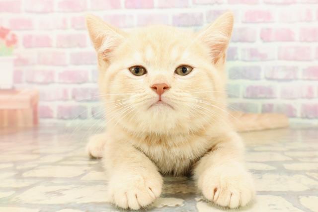 神奈川県のブリティッシュショートヘアー (Coo&RIKU秦野店/2025年9月2日生まれ/男の子/クリーム)の子猫