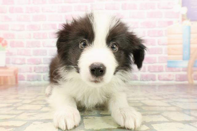 ボーダーコリー