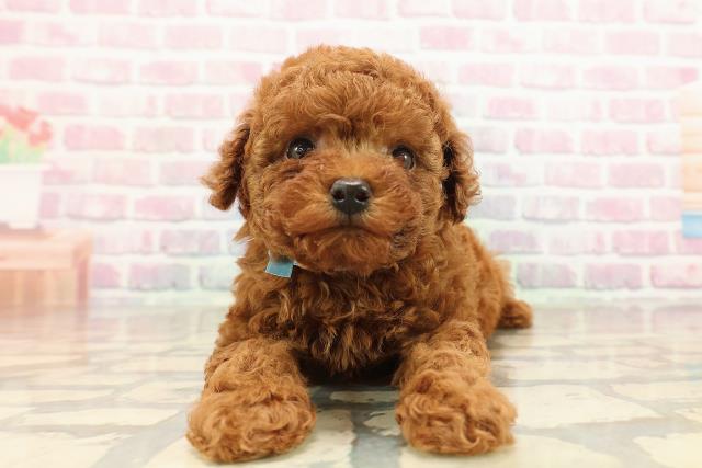 トイ・プードル