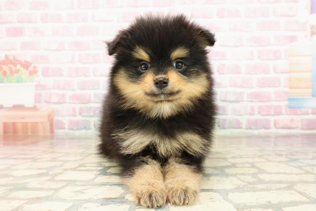 東京都のポメラニアン (Coo&RIKU三軒茶屋店/2025年9月9日生まれ/男の子/ブラックタン)の子犬