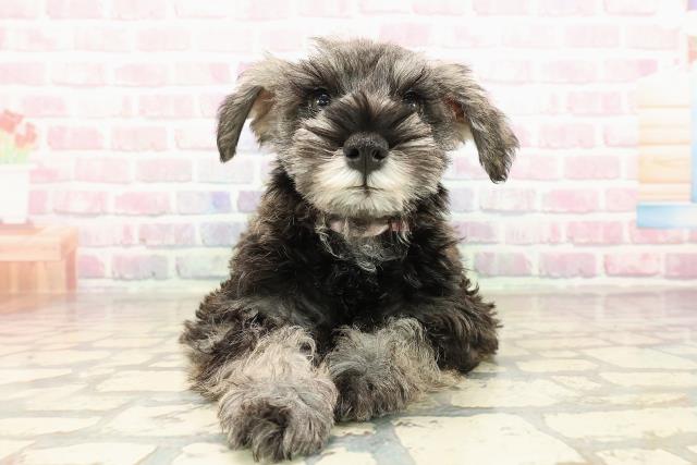 埼玉県のミニチュアシュナウザー (Coo&RIKU岩槻店/2025年9月3日生まれ/女の子/ソルトペッパー)の子犬