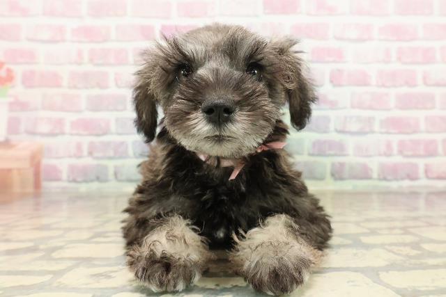 東京都のミニチュアシュナウザー (Coo&RIKU板橋店/2025年9月3日生まれ/女の子/ソルトペッパー)の子犬の1枚目の画像