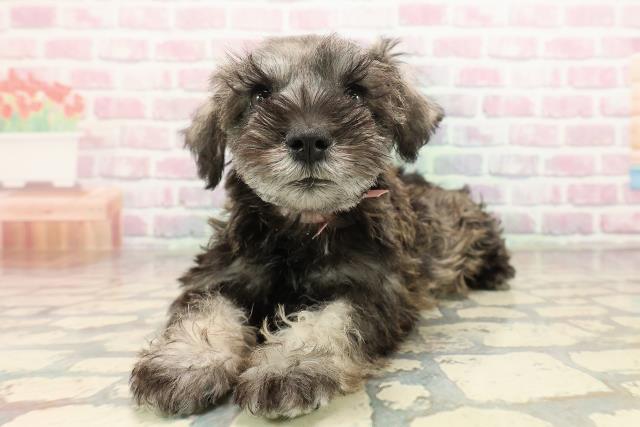 東京都のミニチュアシュナウザー (Coo&RIKU板橋店/2025年9月3日生まれ/女の子/ソルトペッパー)の子犬の2枚目の画像