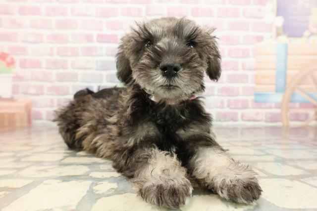 東京都のミニチュアシュナウザー (Coo&RIKU板橋店/2025年9月3日生まれ/女の子/ソルトペッパー)の子犬の3枚目の画像