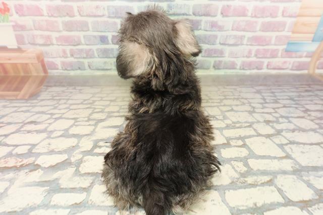 東京都のミニチュアシュナウザー (Coo&RIKU板橋店/2025年9月3日生まれ/女の子/ソルトペッパー)の子犬の4枚目の画像