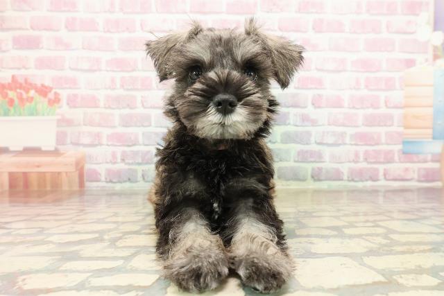 東京都のミニチュアシュナウザー (Coo&RIKU練馬店/2025年9月3日生まれ/女の子/ソルトペッパー)の子犬の1枚目の画像
