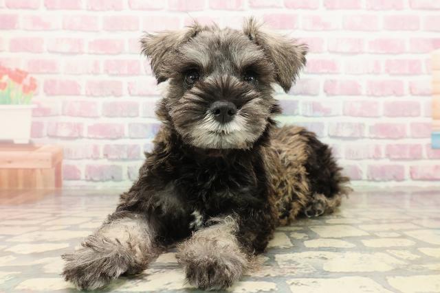 東京都のミニチュアシュナウザー (Coo&RIKU練馬店/2025年9月3日生まれ/女の子/ソルトペッパー)の子犬の2枚目の画像