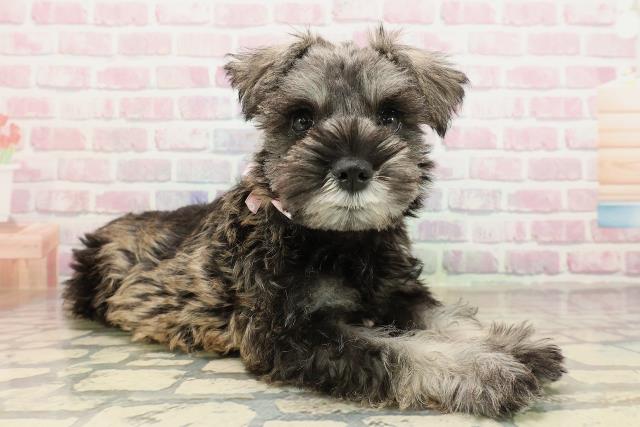 東京都のミニチュアシュナウザー (Coo&RIKU練馬店/2025年9月3日生まれ/女の子/ソルトペッパー)の子犬の3枚目の画像