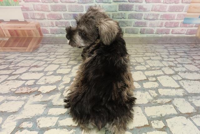 東京都のミニチュアシュナウザー (Coo&RIKU練馬店/2025年9月3日生まれ/女の子/ソルトペッパー)の子犬の4枚目の画像