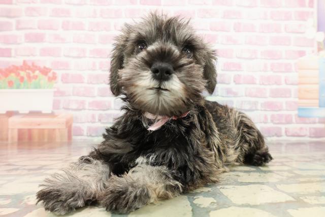 埼玉県のミニチュアシュナウザー (Coo&RIKUアニマルケアセンター大宮/2025年9月3日生まれ/女の子/ソルトペッパー)の子犬の2枚目の画像