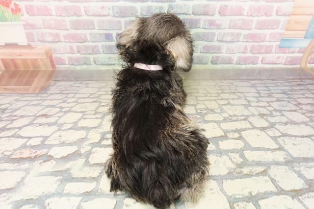 埼玉県のミニチュアシュナウザー (Coo&RIKUアニマルケアセンター大宮/2025年9月3日生まれ/女の子/ソルトペッパー)の子犬の4枚目の画像