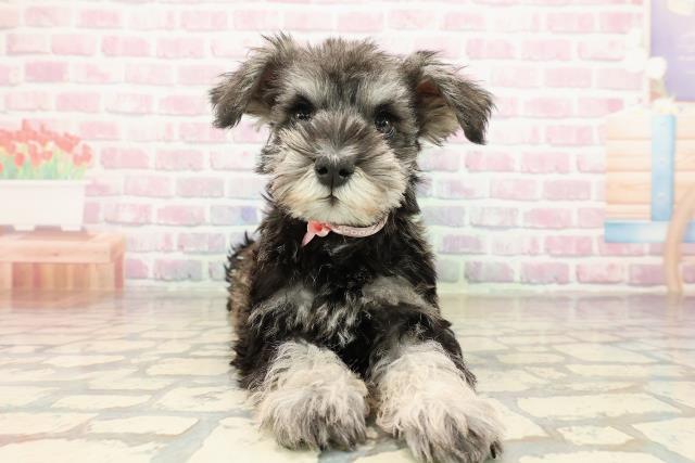 埼玉県のミニチュアシュナウザー (Coo&RIKUヤオコー幸手店/2025年9月3日生まれ/女の子/ソルトペッパー)の子犬