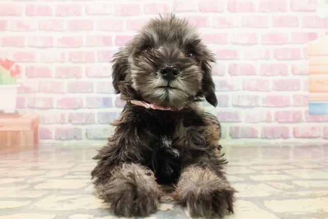 栃木県のミニチュアシュナウザー (Coo&RIKUイオンタウン佐野店/2025年9月3日生まれ/女の子/ソルトペッパー)の子犬