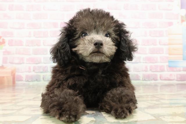 トイ・プードル